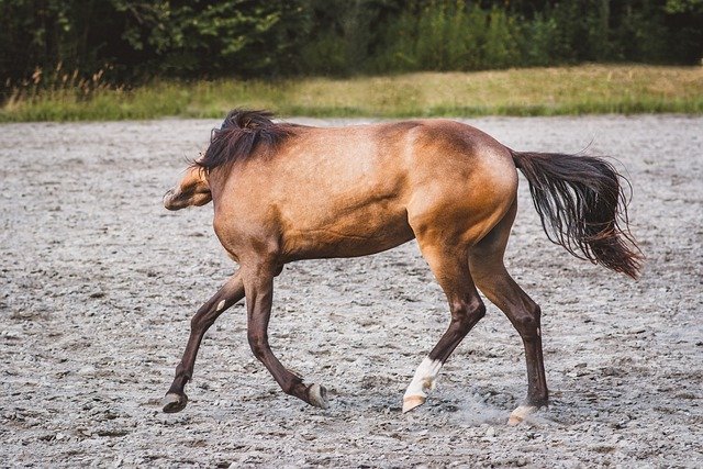 Free download horse foal animal pony equines free picture to be edited with GIMP free online image editor