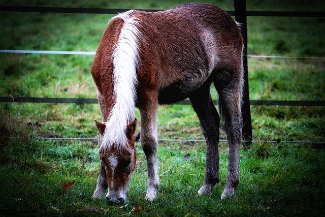 Téléchargement gratuit d'une image gratuite de poulain de cheval d'un an haflinger à modifier avec l'éditeur d'images en ligne gratuit GIMP