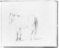 Free download Horse (from Sketchbook) free photo or picture to be edited with GIMP online image editor