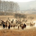 Horse herder  screen for extension Chrome web store in OffiDocs Chromium