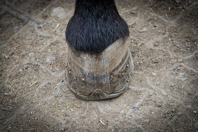 Free download horse hoof foot horse hoof fitting free picture to be edited with GIMP free online image editor