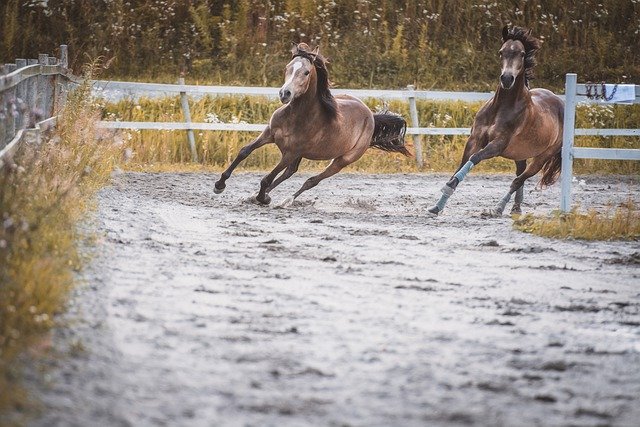 Free download horse horses animals ponies free picture to be edited with GIMP free online image editor