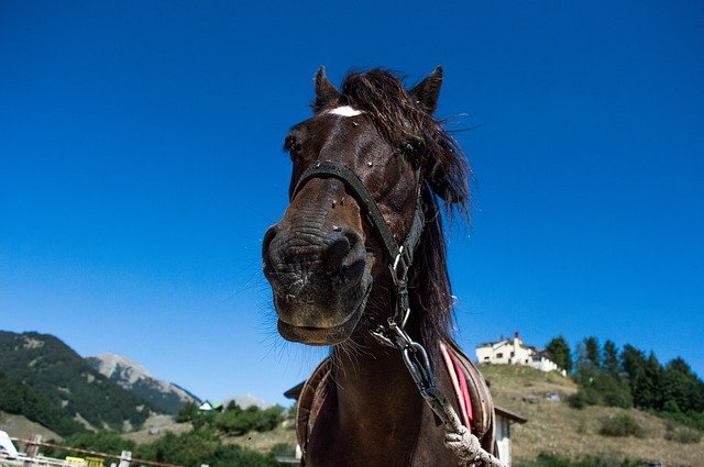 Téléchargement gratuit cheval chevaux montagnes montagne image gratuite à éditer avec l'éditeur d'images en ligne gratuit GIMP
