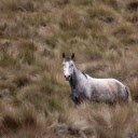 Horse in the big meadow  screen for extension Chrome web store in OffiDocs Chromium