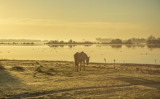 Free download horse landscape river marsh huelva free picture to be edited with GIMP free online image editor