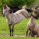 Horse martial arts  screen for extension Chrome web store in OffiDocs Chromium