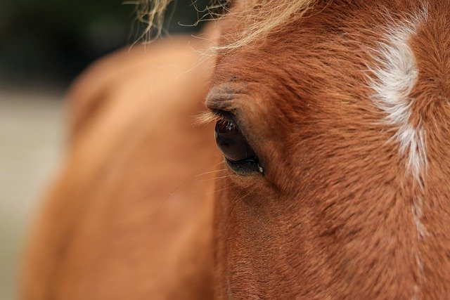 Faça o download gratuito da imagem gratuita da fazenda de animais de olho de pônei de cavalo para ser editada com o editor de imagens on-line gratuito do GIMP