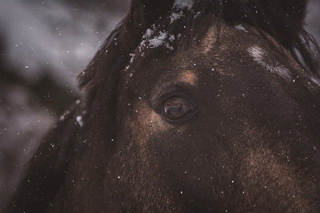 Descărcare gratuită cai ponei ochi iarnă cap animal imagine gratuită pentru a fi editată cu editorul de imagini online gratuit GIMP