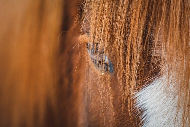 Gratis download paard ponyhaar vacht oog hoofd gratis foto om te bewerken met GIMP gratis online afbeeldingseditor