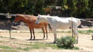 Free download Horses by Dr. Tom free photo or picture to be edited with GIMP online image editor