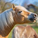 Horses cry  screen for extension Chrome web store in OffiDocs Chromium