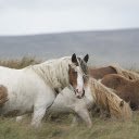 Horses eat grass  screen for extension Chrome web store in OffiDocs Chromium