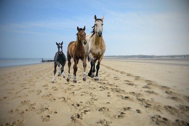 Descărcare gratuită cai ecvine plajă ocean animal imagine gratuită pentru a fi editată cu editorul de imagini online gratuit GIMP