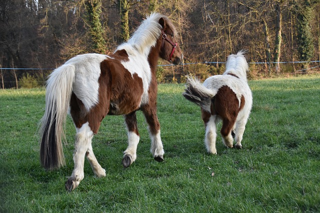 Free download horses equines run pony free picture to be edited with GIMP free online image editor