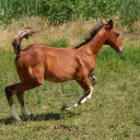 Horses gallop onthe grassland  screen for extension Chrome web store in OffiDocs Chromium