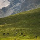 Horses Grazing on a Verdant Pasture  screen for extension Chrome web store in OffiDocs Chromium