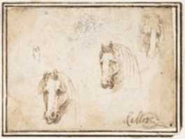 Free download Horses Heads free photo or picture to be edited with GIMP online image editor