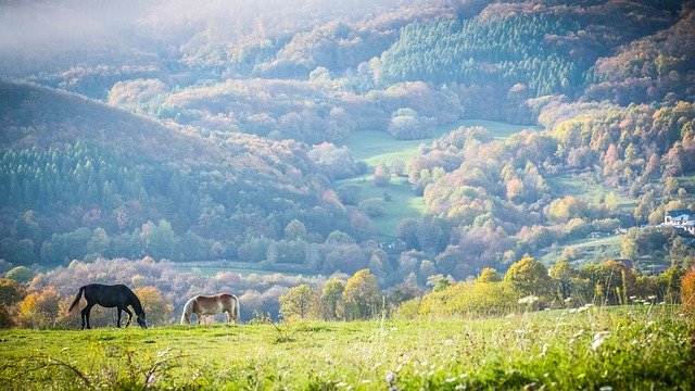 Free download horses hills nature trees forest free picture to be edited with GIMP free online image editor
