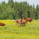 Horses in the middle of the flower forest  screen for extension Chrome web store in OffiDocs Chromium