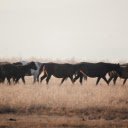 Horses on Grass Field  screen for extension Chrome web store in OffiDocs Chromium