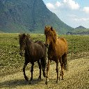 Horses Theme  screen for extension Chrome web store in OffiDocs Chromium