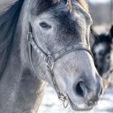 HORSES Theme  screen for extension Chrome web store in OffiDocs Chromium