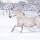 Horses walking on snow  screen for extension Chrome web store in OffiDocs Chromium