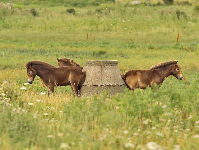 Free download horses well ah nice free picture to be edited with GIMP free online image editor