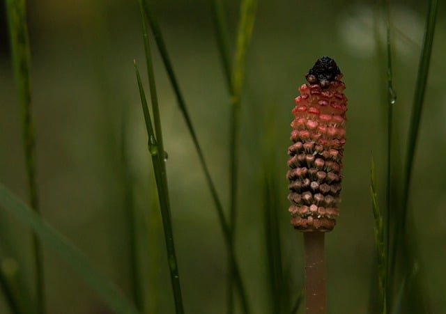 Free download horsetail plant nature grass free picture to be edited with GIMP free online image editor