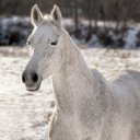 HORSE Theme  screen for extension Chrome web store in OffiDocs Chromium