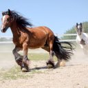 Horse training  screen for extension Chrome web store in OffiDocs Chromium