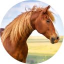 Экран Horse Wallpaper для расширения интернет-магазина Chrome в OffiDocs Chromium