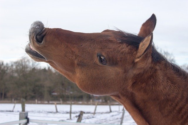 تنزيل مجاني Horse Western Kiss - صورة أو صورة مجانية لتحريرها باستخدام محرر الصور عبر الإنترنت GIMP