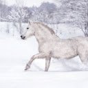 Horse winter snow running  screen for extension Chrome web store in OffiDocs Chromium