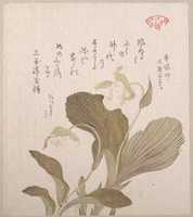 Free download Hotei Flowers free photo or picture to be edited with GIMP online image editor