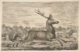 Tải xuống miễn phí Hounds Chasing a Stag and a Doe Ảnh hoặc ảnh miễn phí được chỉnh sửa bằng trình chỉnh sửa ảnh trực tuyến GIMP