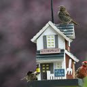 House and birds  screen for extension Chrome web store in OffiDocs Chromium