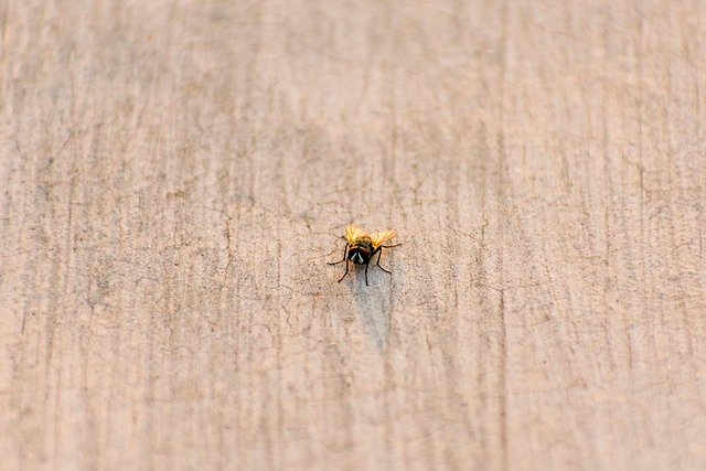 Free download house fly bug fly natural wing free picture to be edited with GIMP free online image editor