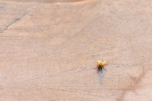 Free download house fly fly bug wings pest free picture to be edited with GIMP free online image editor