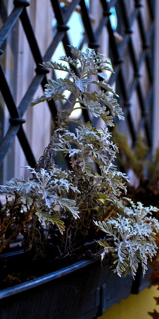 Ücretsiz indir houseplants saksı bitkileri penceresi GIMP ücretsiz çevrimiçi resim düzenleyici ile düzenlenecek ücretsiz resim