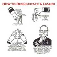 Free download How to Resuscitate a Lizard free photo or picture to be edited with GIMP online image editor