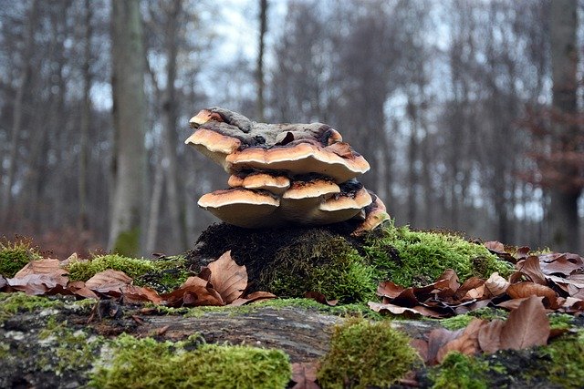 Free download hub mushroom forest nature growth free picture to be edited with GIMP free online image editor