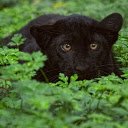Huge black cat  screen for extension Chrome web store in OffiDocs Chromium