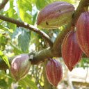 Huge cocoa pods  screen for extension Chrome web store in OffiDocs Chromium
