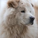 Huge dog  screen for extension Chrome web store in OffiDocs Chromium