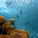 Huge school of fish  screen for extension Chrome web store in OffiDocs Chromium