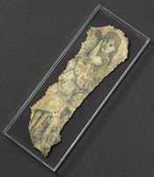 Free download Human skin tattooed with figures of women, France, 1880-1920 free photo or picture to be edited with GIMP online image editor