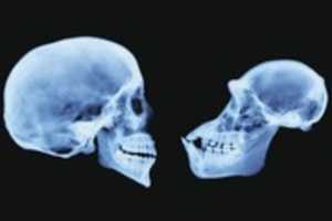 Free download human-vs-chimp-skulls free photo or picture to be edited with GIMP online image editor