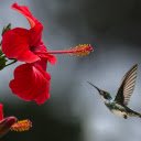 Hummingbird  screen for extension Chrome web store in OffiDocs Chromium