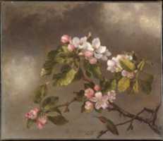 Free download Hummingbird and Apple Blossoms free photo or picture to be edited with GIMP online image editor